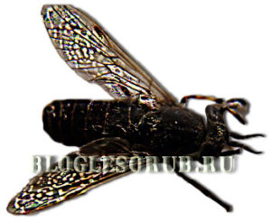 Лиственничная муха фото