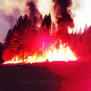 лесные пожары в иркутской области фото