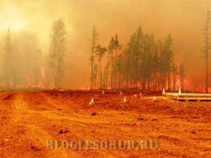 лесные пожары 2015 картинки