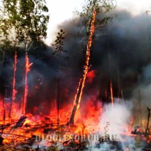 лесные пожары в иркутской области