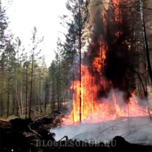 лесные пожары в иркутской области 2015 фото