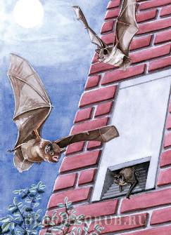 жилье-для-летучих-мышей картинки
