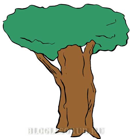 исполинское-дерево картинки