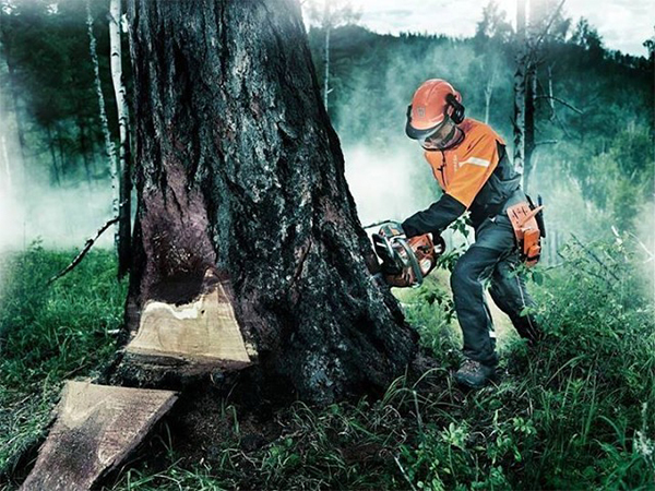 Какой метод лесозаготовки лучше