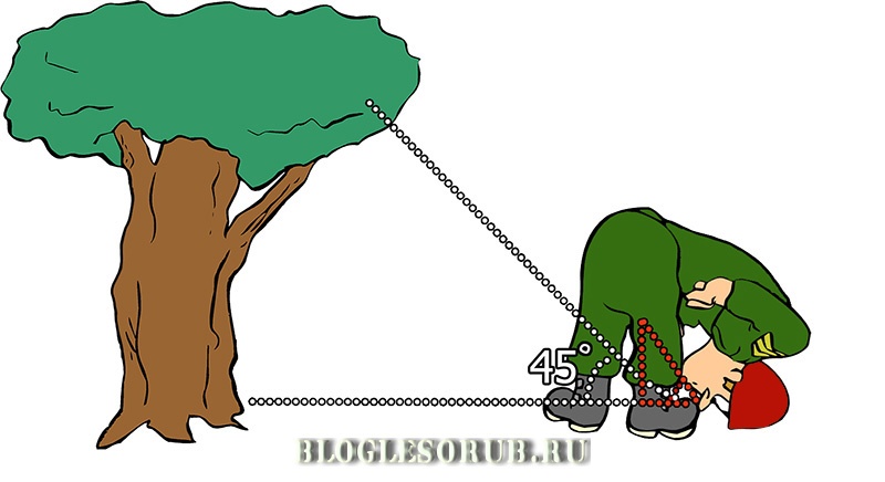 как измерить высоту дерева 