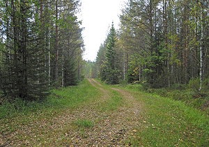 лесная дорога в Финляндии до ремонта