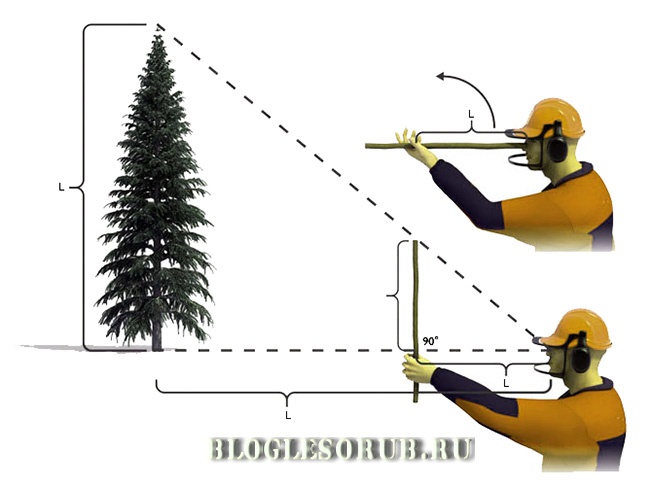 как измерить высоту дерева 